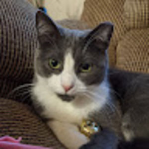 Meet your Posher, Phoenix